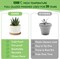 6-Pack 3.6 Inch Ceramic Succulent Pots with Drainage Holes & Bamboo Tray – Small White Planters for Indoor Plants, Home, Office, Desk, Windowsill & Table Decor